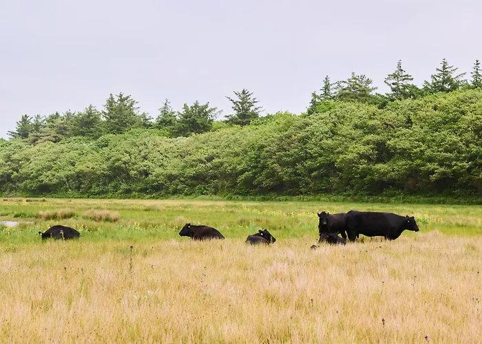 Droomsuites Texel 4 Personen By Droomvilla Appartement Den Burg